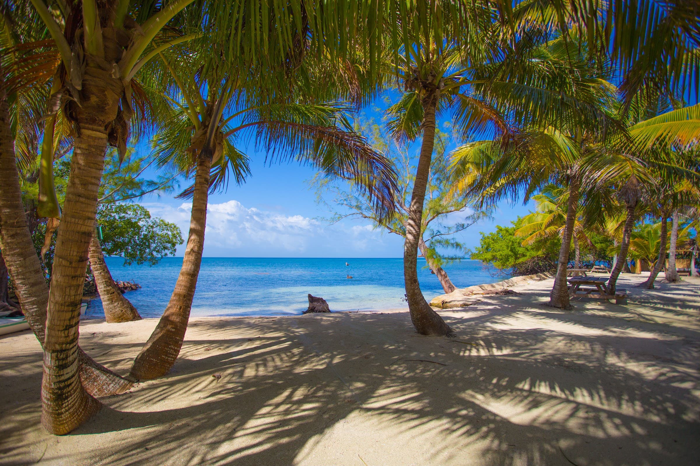 Palm beach at Hawk Caye Lodge